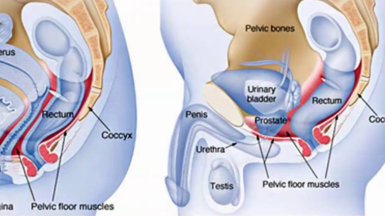 how to do kegel exercises for men - YouTube