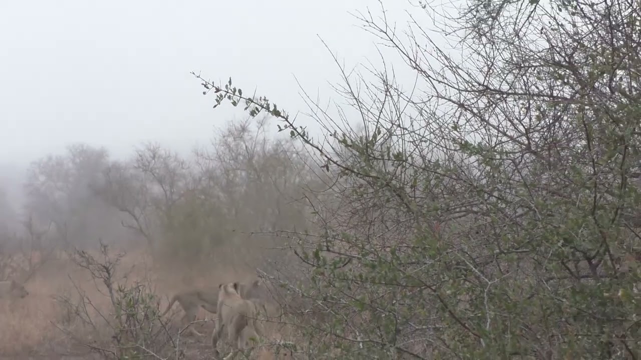 Epic Lion Buffalo Battle - Hunter becomes the hunted