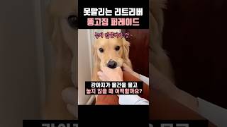 못말리는 리트리버 똥고집 퍼레이드