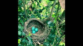 Mysterious Blue Robin Eggs