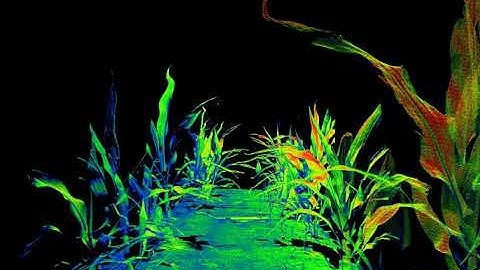 Fly-through of sorghum field generated by a 3D laser scanner