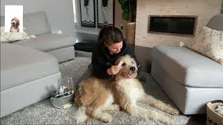 How to keep your St Berdoodle groomed and fluffy!
