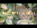 ねこがいっぱい【ひらけ!ポンキッキ】