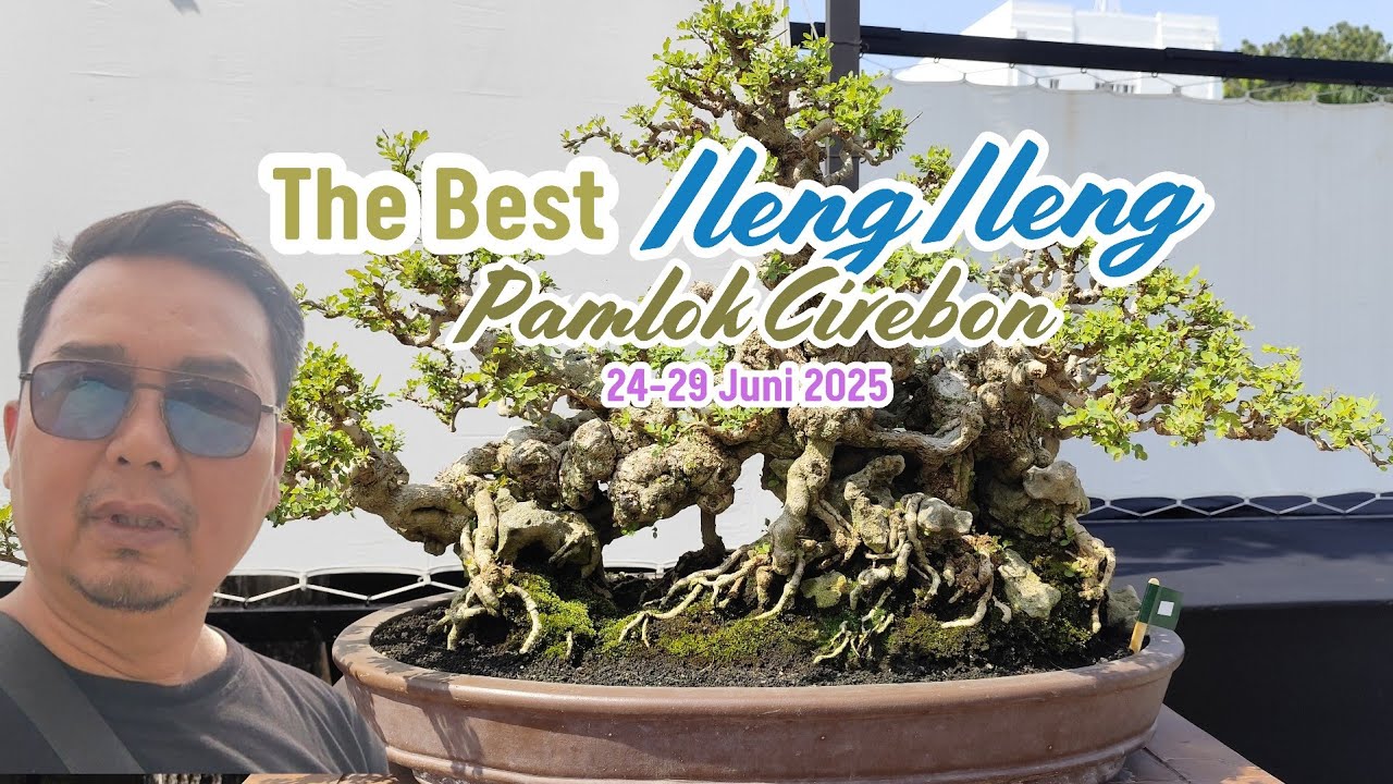 The Best Ileng ileng Pamlok Cirebon 2025, Kontes Bonsai Lokal Cirebon