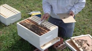 Bee Inspection one week after in installing NUC (fast with music)