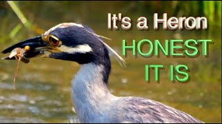 How Yellow-crowned Night Herons HUNT!  [NARRATED]