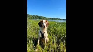 Nothing makes a Brittany happier than water, grass, and a wide-open world to explore. 🐶💦🌾