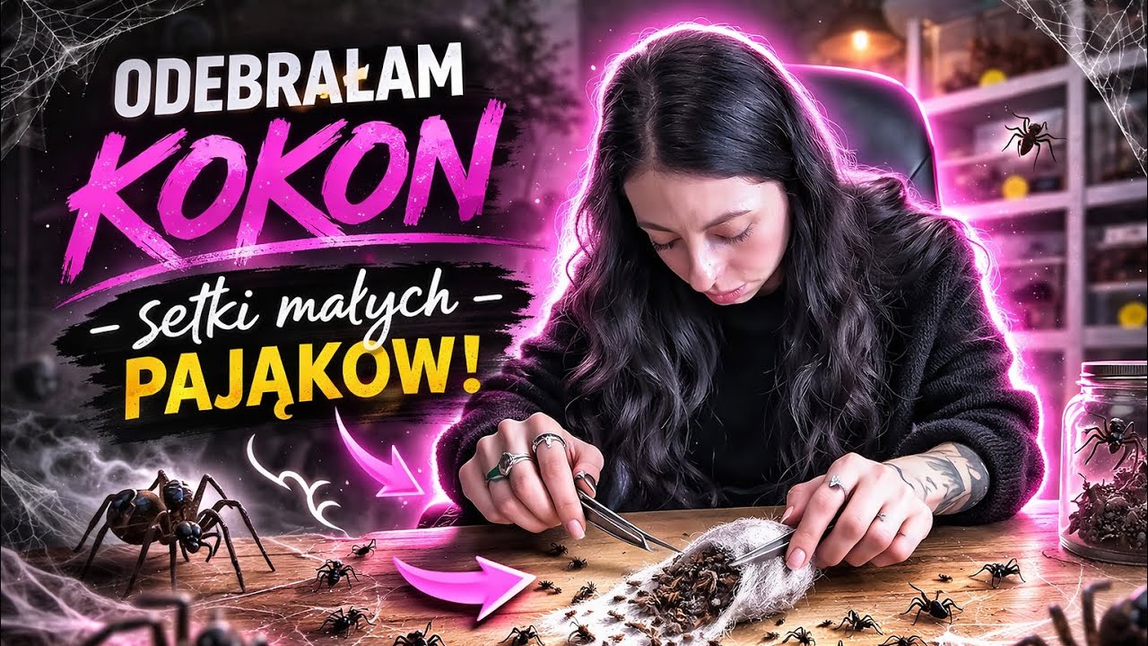 ‼️ODEBRAŁAM KOKON❗️- odwiedziny u MRÓWSON’a 🐜🕷️