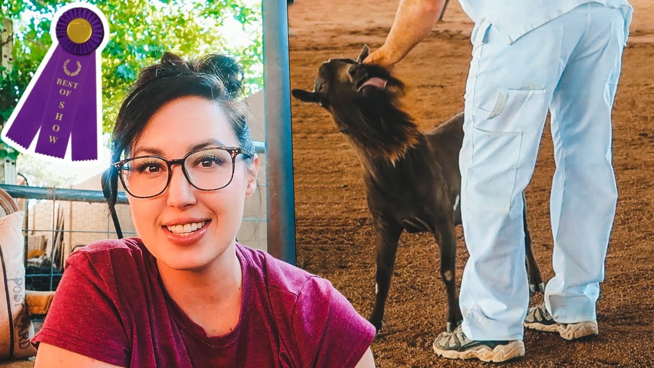 We took our SMELLY, CRAZY BUCK to a GOAT SHOW