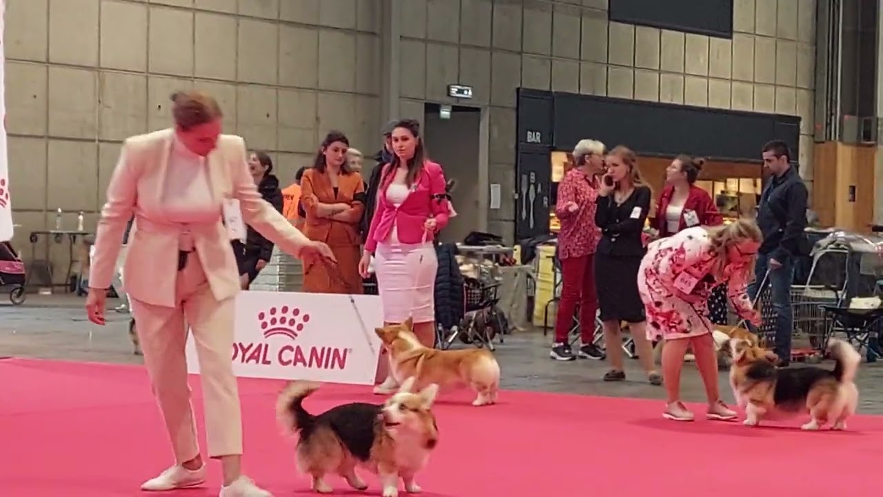 European dog show 2022, Paris, champion class, CH Veclaci Bitcoin