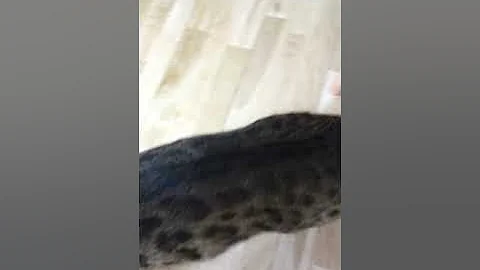Video 4534531: pregnant bengal cat