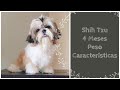 Shih Tzu 4 meses ( Peso e características)