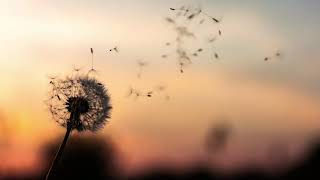 adsız yerlerden geldim, toprağım yok...