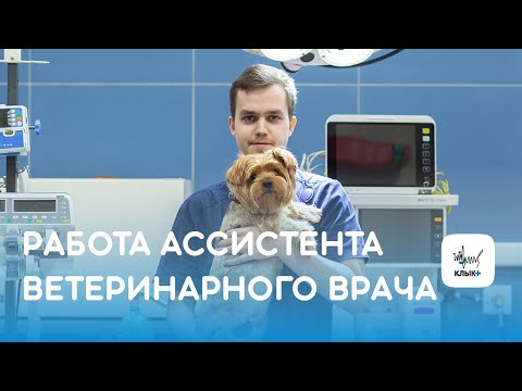 Работа ассистента ветеринарного врача