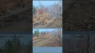 First time on camera! A tigress and five cubs in Northeast China