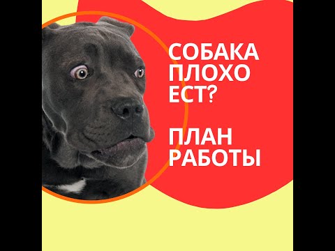 пес не ест? что делать если собака отказывается есть ?