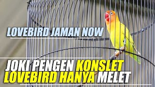 LOVEBIRD JAMAN NOW | Pengennya KONSLET tetapi Lovebird hanya MELET