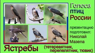 Ястребы. Голоса птиц России