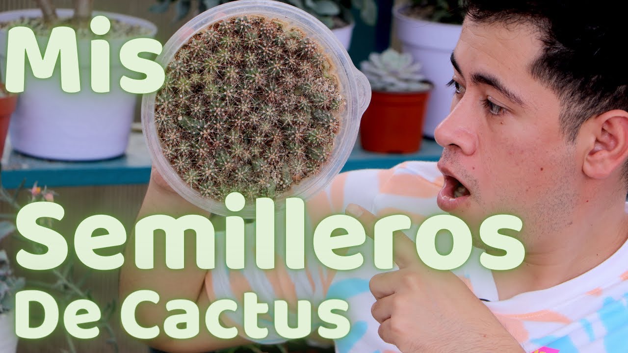 MIS SEMILLEROS DE CACTUS Y ECHEVERIA LAUI ACTUALIZACION || TU JARDINERO EL CITADINO