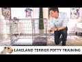 Lakeland Terrier Potty Training from World-Famous Dog Trainer Zak George -  Lakeland Terrier Puppy