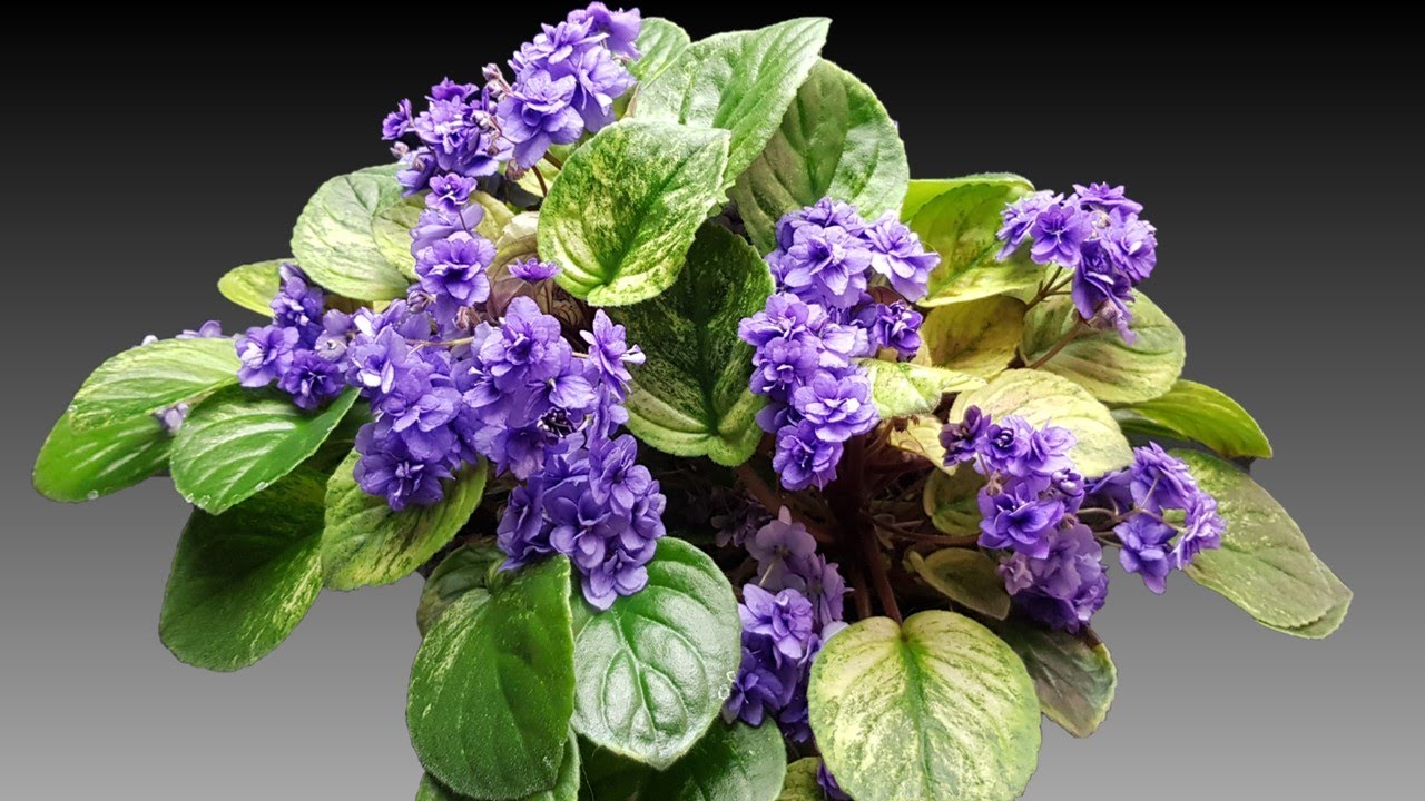 What is an African Violet Trailers and Basic Propagation and Care
