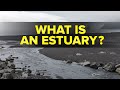 Estuaries: Nature's Unique Ecosystems and Their Vital Roles