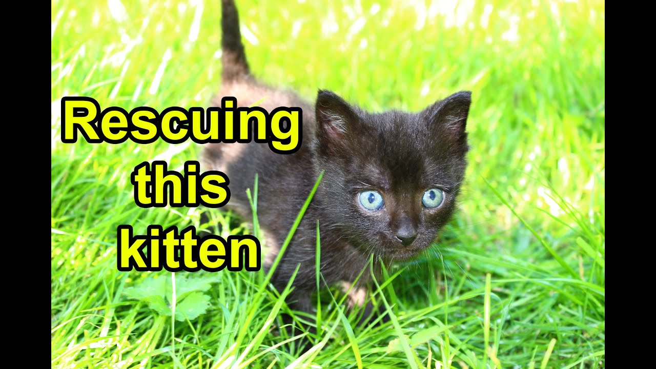 Kitten living on an old cushion in a barn enters foster care