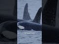 Why are orcas sharing their prey with humans?