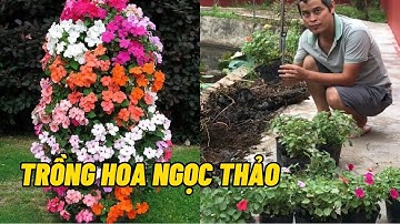 Trồng hoa ngọc thảo quanh bờ ao trang trí đón tết
