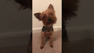 Wanna know something. #love #cute #yorkshireterrier #dog #funny #funnypuppy