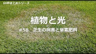 植物と光　＃58　芝生の病害と窒素肥料