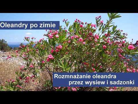 Wideo: Kiedy przenosić oleander: wskazówki dotyczące przesadzania oleandrów w ogrodzie