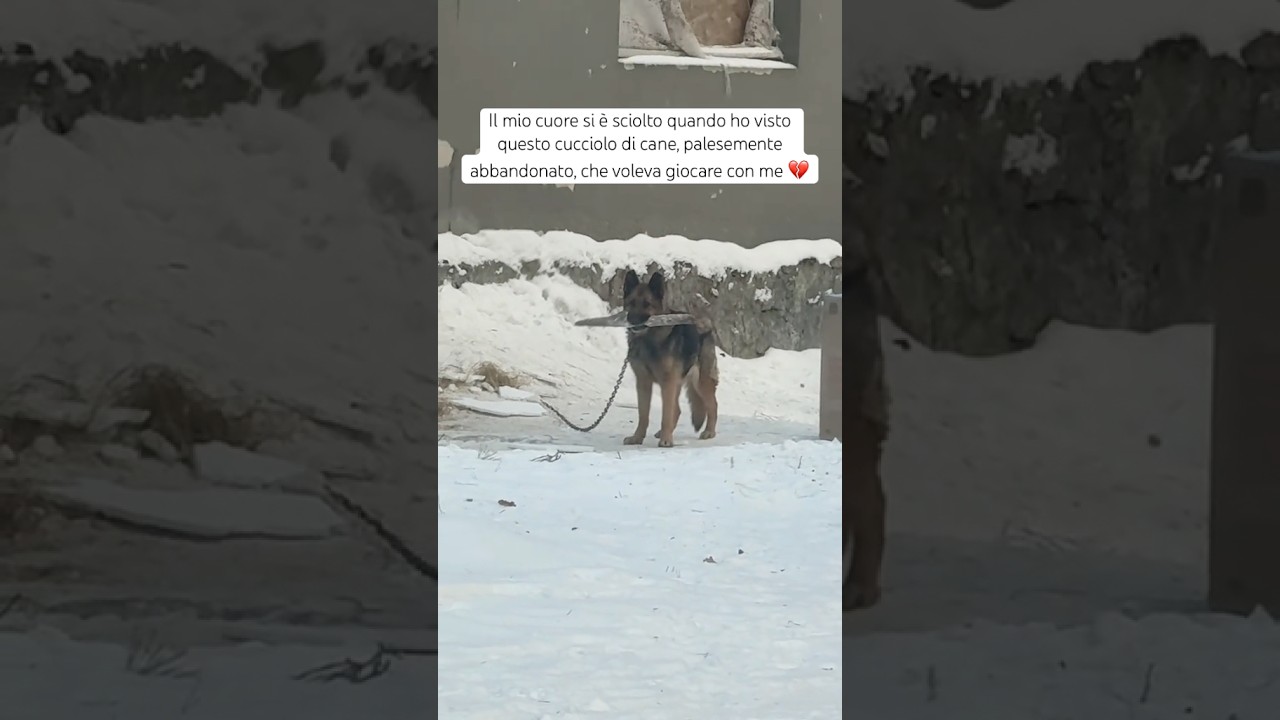 Che cane amorevole 💔 