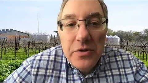 Office Hours with Dave and Anita, Episode 5: Canopy Management and Mothballing Vineyards.