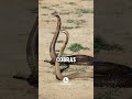 10 facts about king cobra