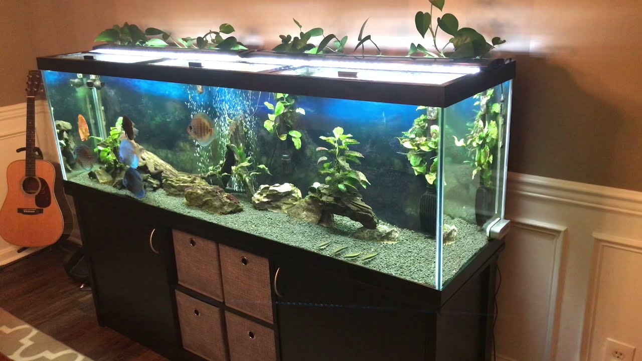 125 Discus tank update… plain and simple - YouTube