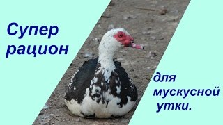 ⁣Супер рацион для мускусной утки. | Raising Ducks.