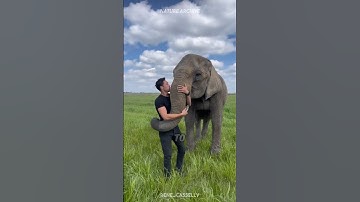 The Adorable Truth About Elephants 😍