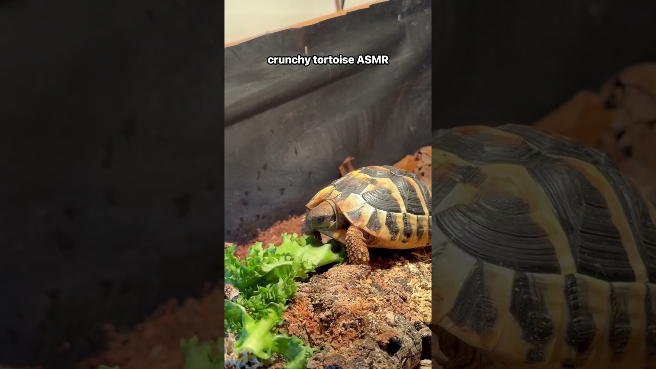 her little CRUNCHES 🥹 #tortoise #cutepets #tortoises #AdorablePets # #adorable #asmrshorts #turtle