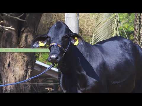 LOTE 170   TALITA FIV ODANA SANTA LUZIA   5230 CG