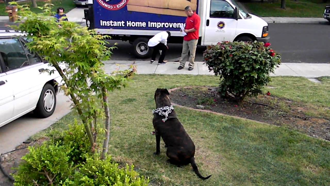 repo what my pittbull pearl puts the repo man back in his rent a center delivery driver