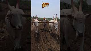 महाराष्ट्राच खिल्लार सोन #mahrashtra #karnatakaधन्यवाद!
