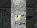 鹿 20250629 2