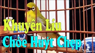 KHUYÊN LÍU CHÒE HUÝT CHẸP CỰC HAY - LUYỆN KHUYÊN LÍU CHÒE HIỆU QUẢ 100%  | นก | BURUNG | 鳥 | BIRDS