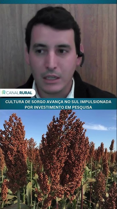 Cultura de sorgo avança no Sul impulsionada por investimento em pesquisa