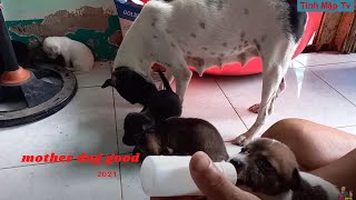 Emziren Yavru, Anne Köpek Mutludur