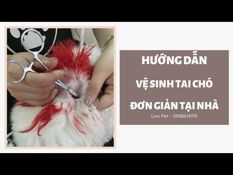 Video: Vệ Sinh Tai Và Mắt: Hướng Dẫn Cách Làm Cho Chó Con (và Chó)