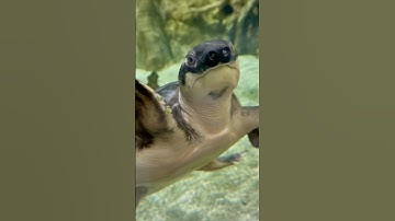 Pig-nosed turtle, Moskvarium, Moscow Russia 🇷🇺🐢🤩#shorts  #russia #travel #animals #new