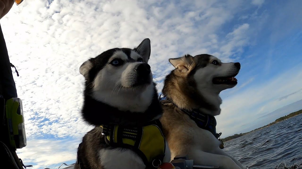 S02E08 - Exploring Pungo Creek with the Pups