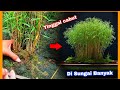 Buat Bonsai Bambu Micro dari alam liar